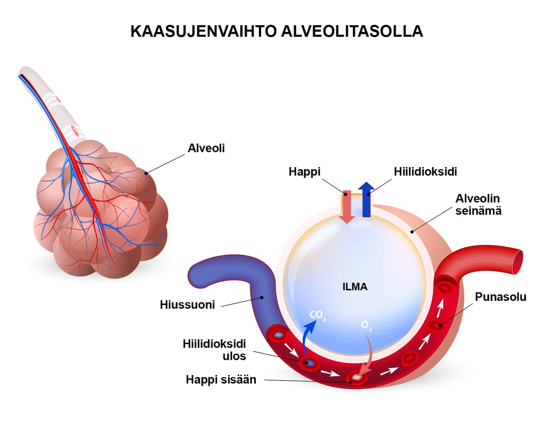 Kaasujenvaihto alveolitasolla
